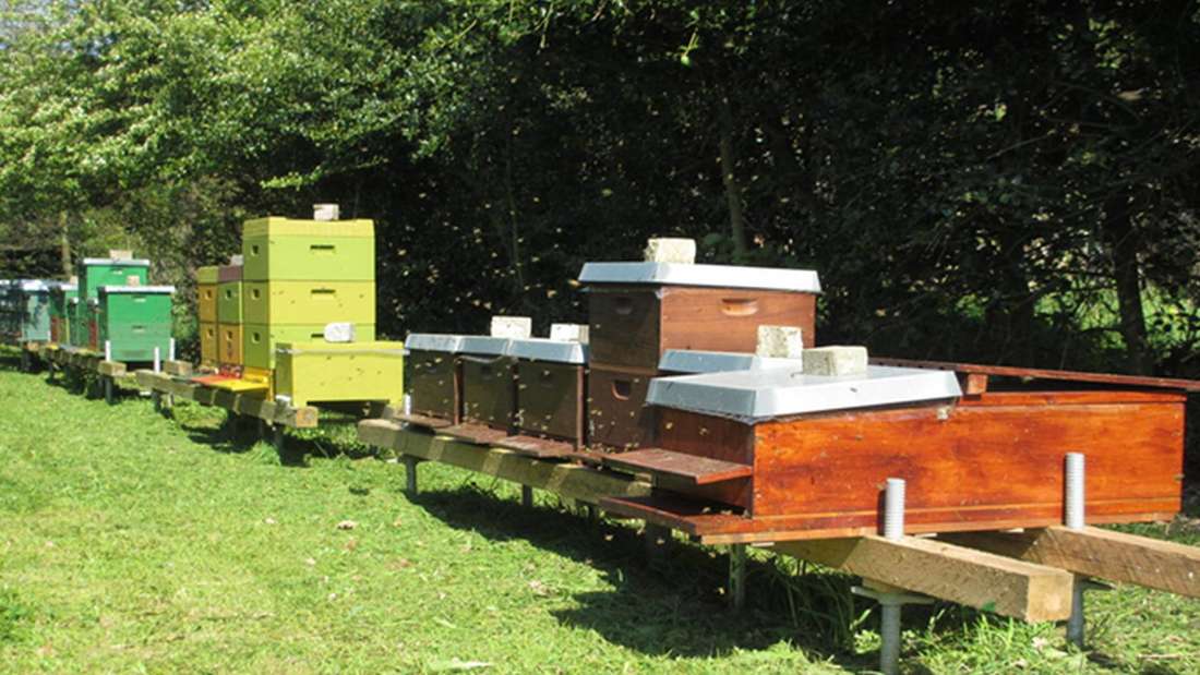 30448265-bienenvoelker-in-verschiedenen-unterbringungen-die-bienenfreunde-machen-keinerlei-vorgaben-zur-beutentype-styropor-oder-klassisch-aus-holz-der-farbton-1Sfe