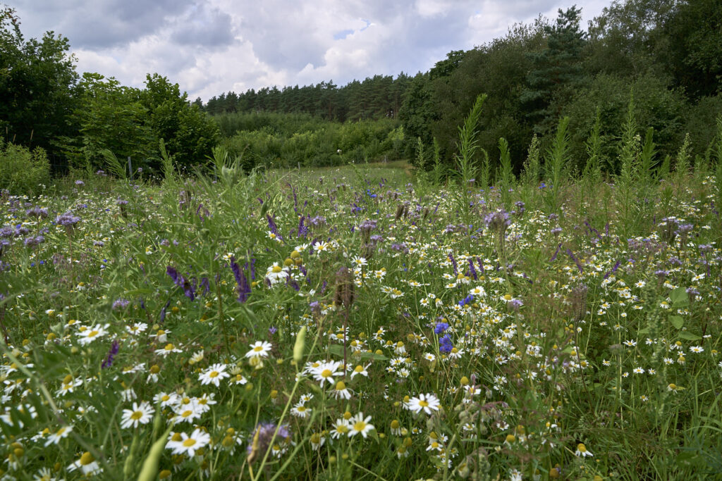 Bluehflaechen-Jaegerschaft