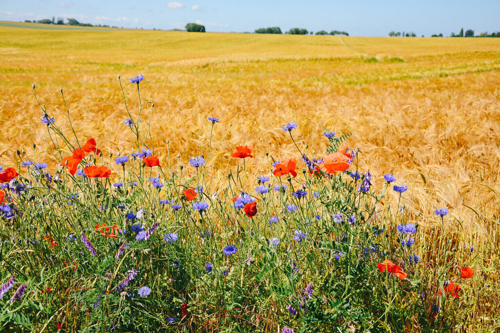 csm_iStock-Bluehstreifen_im_Feld