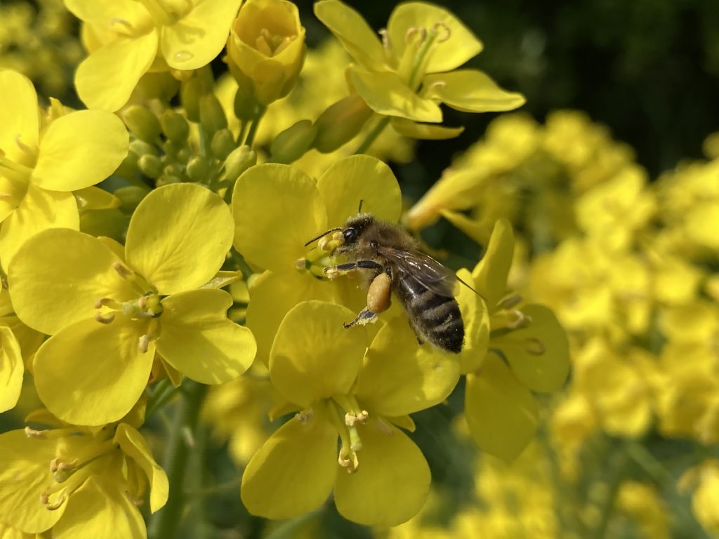 Biene auf Rapsblüte