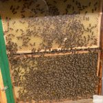Bienen_live_hinter_Glas