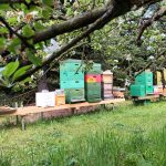 Schulungsbienenstand